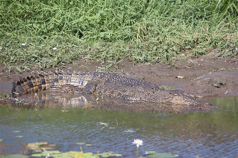 _800Mt Borradaile - Cooper Creek_5664_m_Crocodile